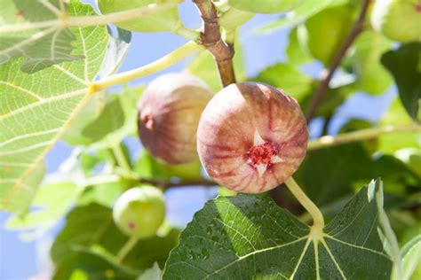Discover the Sweet Surprises of Pink Figs: A Unique Fruit Guide