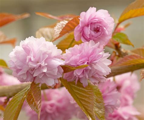 Pink Flowering Cherry Tree Varieties