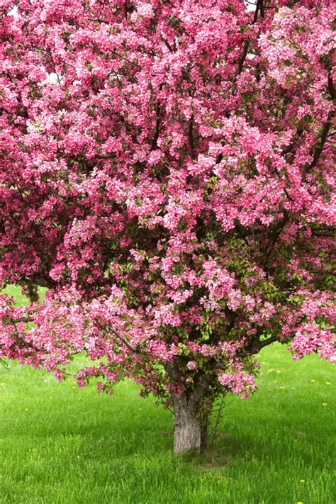 Secrets of the Pink Flowering Tree: Nature's Breath of Romance