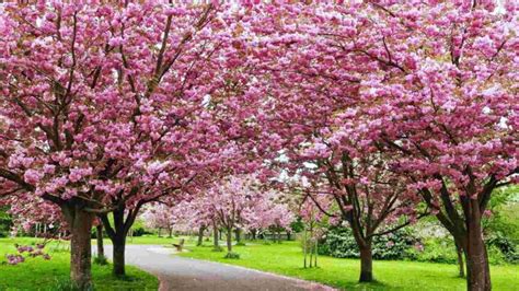 Best Pink Flowering Trees for Stunning Gardens