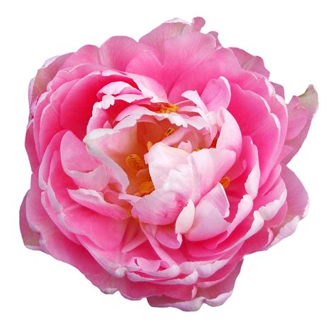 pink flowers on white background png