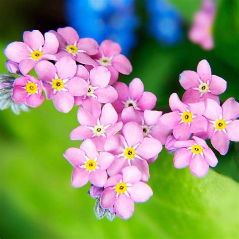 pink forget me nots