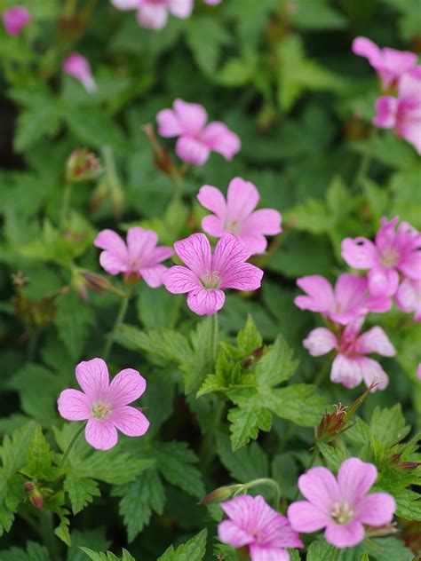 Discover the Unique Beauty of Pink Geranium: A Blooming Sensation