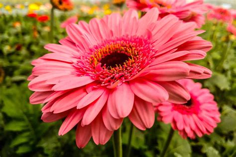 Pink Gerbera Daisy: Stunning Floral Mystery Unveiled