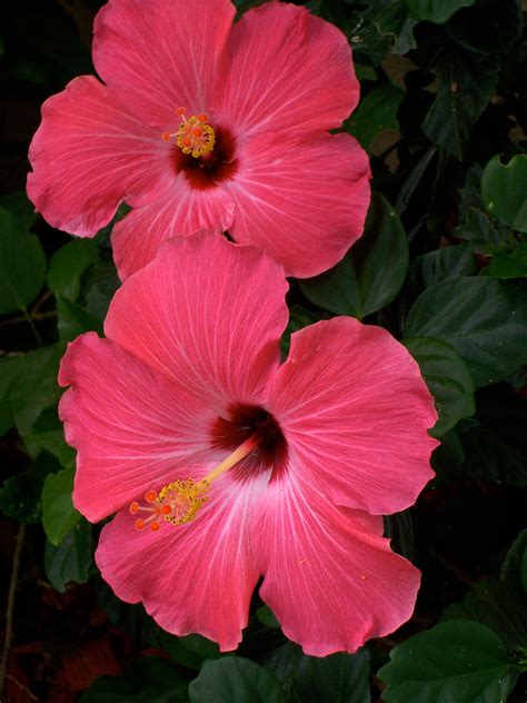 Pink Hibiscus: Rare Bloom Secrets Revealed