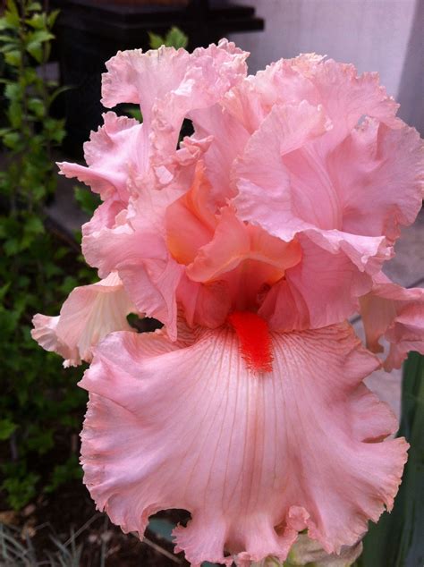 Pink Iris: Botanical Beauty Unveiled