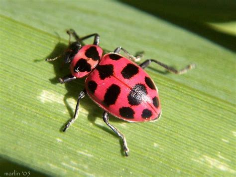 Unveiling Mystery Behind Pink Ladybug's Allure