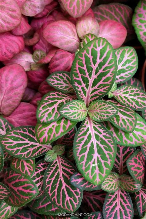 Pink Leaf Plant Care Guide Boosts Your Home Aesthetics