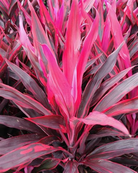 Discover the Unique Charm of Pink Leaved Plants in Your Garden