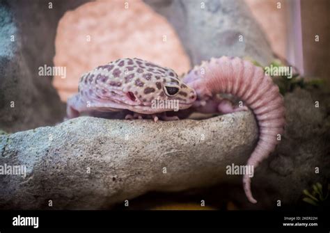 Discover the Rare Pink Leopard Gecko: A Unique Exotic Pet Guide