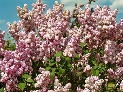 Discover the Magic of Pink Lilac in Your Garden This Season