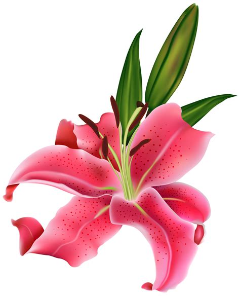 pink lily flower png