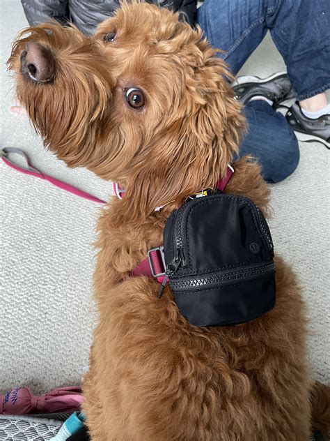 Pink Lululemon Dog Backpack