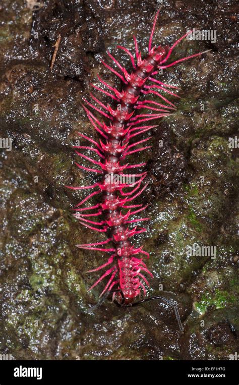 Unveiling the Enigmatic Pink Millipede: Nature's Rare Marvel