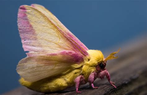 Mystery of the Rare Pink Moth Unveiled