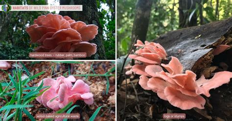 Mysteries of the Rare Pink Mushroom Uncovered