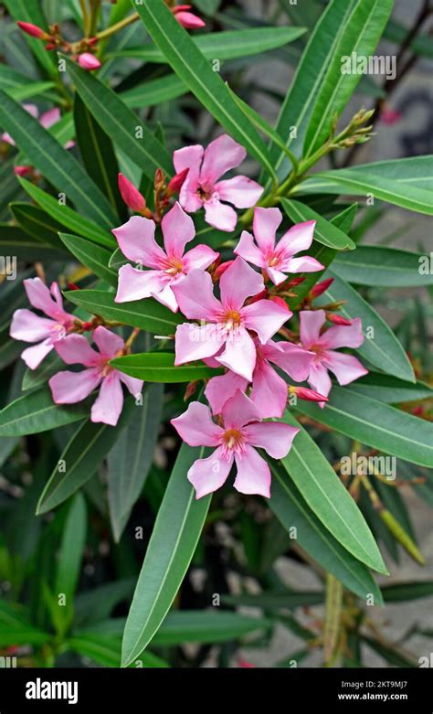 Unveiling the Beauty and Dangers of Pink Oleander