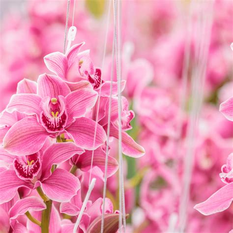 Discover the Mystery of the Pink Orchid: Rare Beauty Unveiled