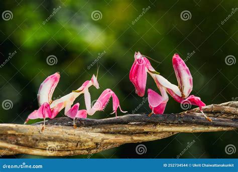 Pink Orchid Mantis: The Hidden Gem in Nature's Bug Collection