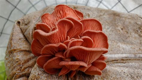 pink oyster mushroom culture