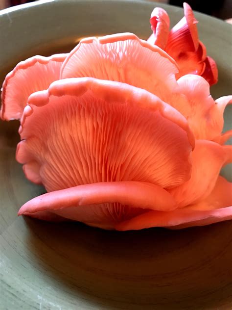 pink oyster mushrooms near me recipes
