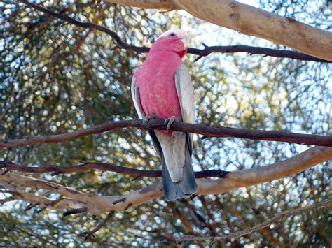 Pink Parrot Wacky Wednesday & Color Crazy Virily
