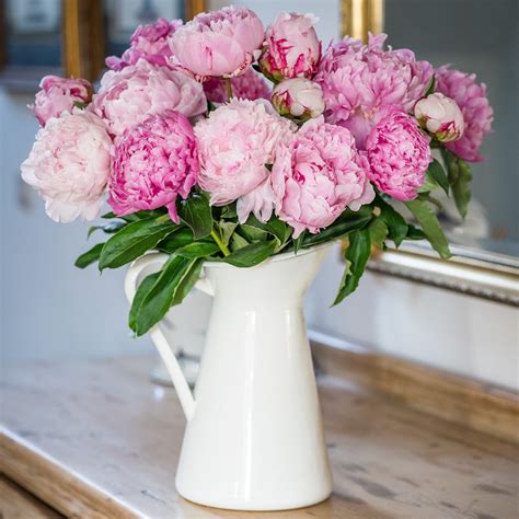 Pink Peonies: Garden's Hidden Gem Unveiled