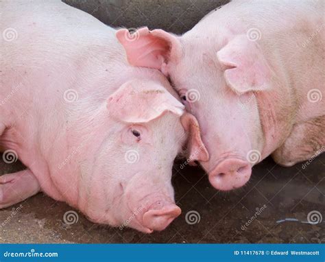 Secrets of the Enigmatic Pink Pigs Revealed!