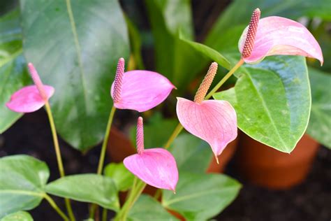 Discover the Secrets of the Stunning Pink Plant: A Guide for Nature Lovers