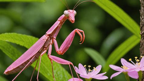 Pink Praying Mantis: Rare Marvel Revealed!