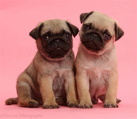 Discover the Charm of Pink Pug Puppies