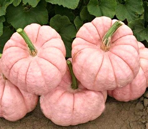 Pink Pumpkin Cancer Fundraising Secrets Revealed