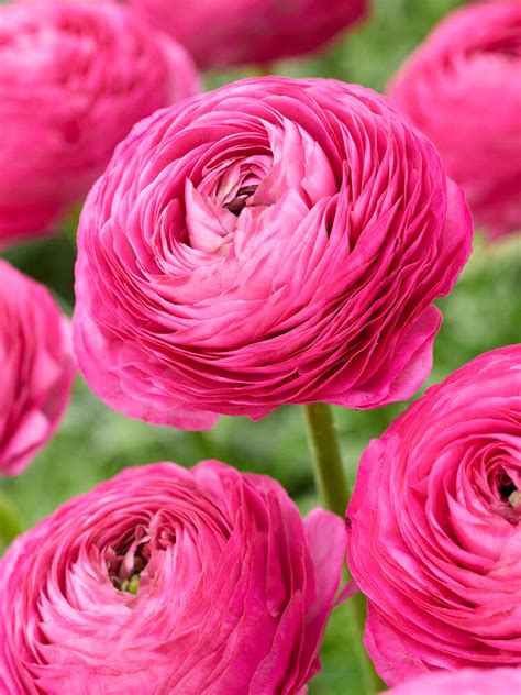 Pink Ranunculus: Nature's Elegant Surprise
