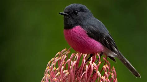 The Enigmatic Pink Robin: A Hidden Gem in Nature's Palette