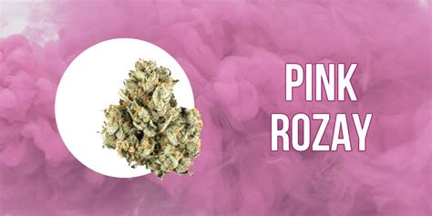 Pink Rozay Strain: Unveiling the Cannabis Sensation You Need to Know