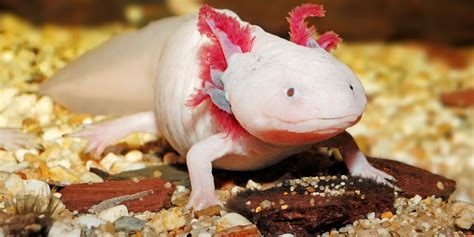 Mysterious Pink Salamander Discovered!