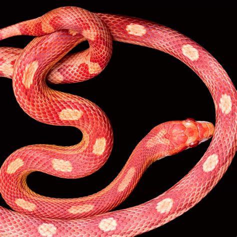Pink Snake Mystery: Rare Sighting Unveiled