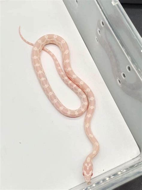 Pink Snakes: Unusual Discovery in the Wild