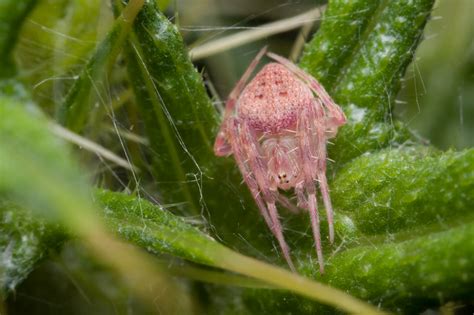 Pink Spider