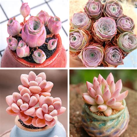 pink succulents for sale