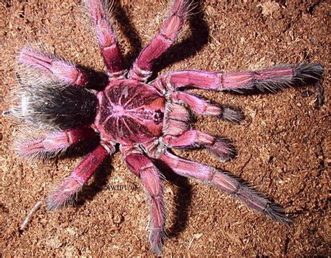 Pink Tarantula Spider: Rare Species Discovered!