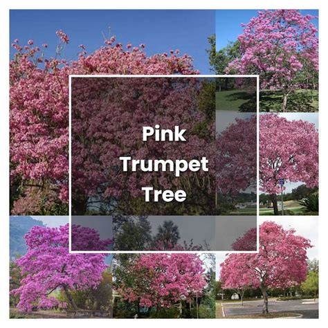 pink trumpet tree care