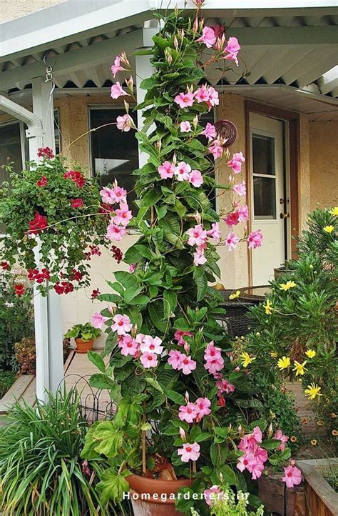 pink trumpet vine care