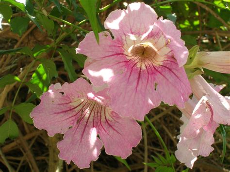 pink trumpet vine for sale