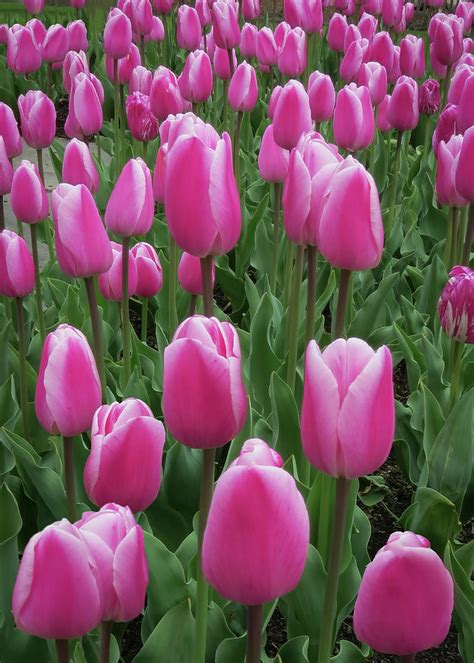 Pink Tulip