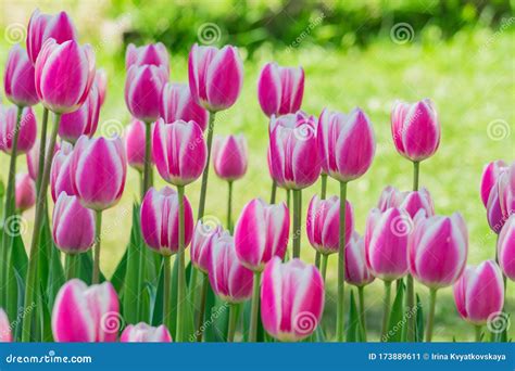 Unlock the Mystery: Secrets Behind the Popularity of Pink Tulips