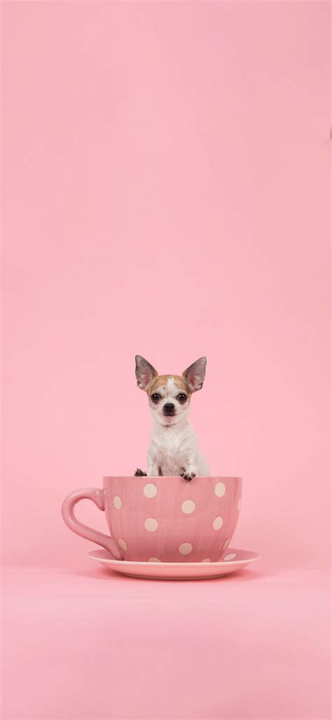 Pink Wallpaper Dog