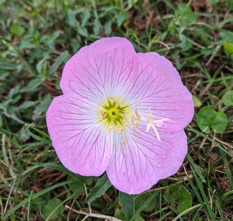 Pink Wildflowers: Nature's Delicate Charm Unveiled