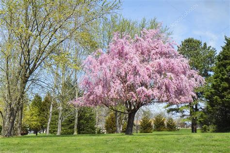 Pink Willow Tree: Secrets Unveiled