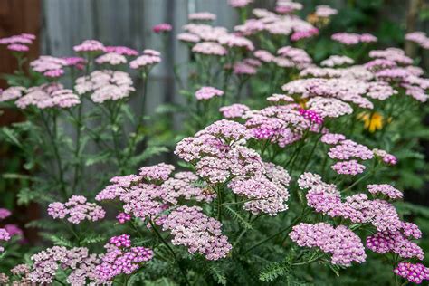 Unlock the Beauty and Benefits of Pink Yarrow for Your Garden